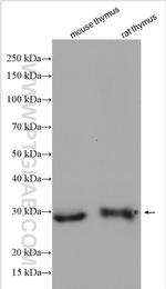 FGFR1OP2 Antibody in Western Blot (WB)