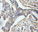 GPSM2 Antibody in Immunohistochemistry (Paraffin) (IHC (P))