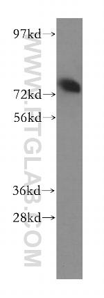 GPSM2 Antibody in Western Blot (WB)