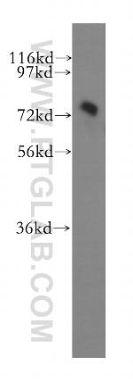 GPSM2 Antibody in Western Blot (WB)