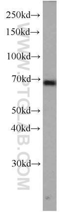 GPSM2 Antibody in Western Blot (WB)