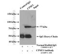 CPSF3 Antibody in Western Blot (WB)