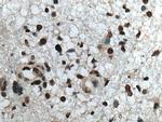 RBM4 Antibody in Immunohistochemistry (Paraffin) (IHC (P))