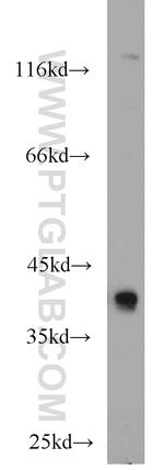 RBM4 Antibody in Western Blot (WB)