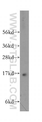 PRRG2 Antibody in Western Blot (WB)