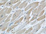 DOCK8 Antibody in Immunohistochemistry (Paraffin) (IHC (P))