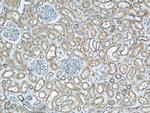 DOCK8 Antibody in Immunohistochemistry (Paraffin) (IHC (P))