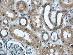 DOCK8 Antibody in Immunohistochemistry (Paraffin) (IHC (P))