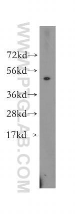 LRR 1 Antibody in Western Blot (WB)