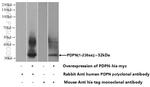 Podoplanin Antibody in Western Blot (WB)