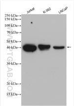 SEPT5 Antibody in Western Blot (WB)
