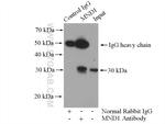 MND1 Antibody in Immunoprecipitation (IP)