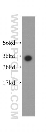 MND1 Antibody in Western Blot (WB)