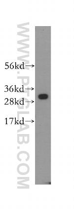 MND1 Antibody in Western Blot (WB)