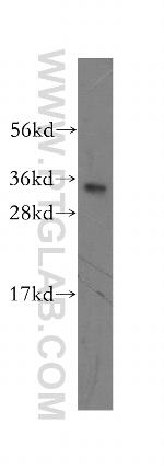 MND1 Antibody in Western Blot (WB)