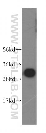 MND1 Antibody in Western Blot (WB)