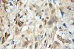 MRFAP1 Antibody in Immunohistochemistry (Paraffin) (IHC (P))