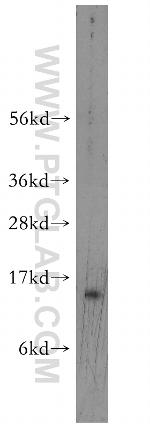 MRFAP1 Antibody in Western Blot (WB)