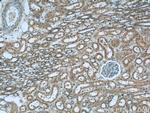 GNAI3 Antibody in Immunohistochemistry (Paraffin) (IHC (P))
