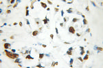SAFB2 Antibody in Immunohistochemistry (Paraffin) (IHC (P))