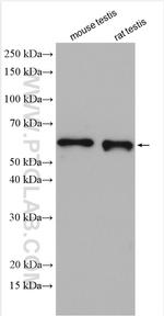 KLC3 Antibody in Western Blot (WB)