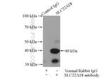 SLC22A18 Antibody in Immunoprecipitation (IP)