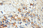 RRAS Antibody in Immunohistochemistry (Paraffin) (IHC (P))