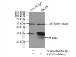RRAS Antibody in Immunoprecipitation (IP)