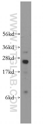 RRAS Antibody in Western Blot (WB)