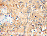 14-3-3 epsilon Antibody in Immunohistochemistry (Paraffin) (IHC (P))