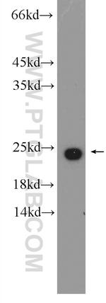 CBX3 Antibody in Western Blot (WB)