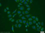PPIH Antibody in Immunocytochemistry (ICC/IF)