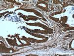 PPIH Antibody in Immunohistochemistry (Paraffin) (IHC (P))