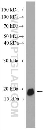 PPIH Antibody in Western Blot (WB)