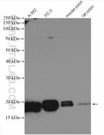 PPIH Antibody in Western Blot (WB)