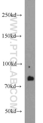 HHIP Antibody in Western Blot (WB)