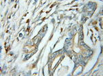 SSR4 Antibody in Immunohistochemistry (Paraffin) (IHC (P))