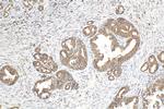 SSR4 Antibody in Immunohistochemistry (Paraffin) (IHC (P))