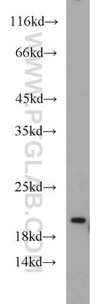 SSR4 Antibody in Western Blot (WB)