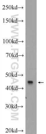 MCHR1 Antibody in Western Blot (WB)