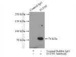 INTS9 Antibody in Immunoprecipitation (IP)