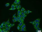 VPS52 Antibody in Immunocytochemistry (ICC/IF)