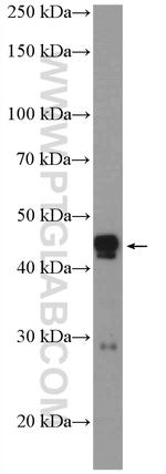 PPP1R7 Antibody in Western Blot (WB)