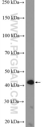 PPP1R7 Antibody in Western Blot (WB)