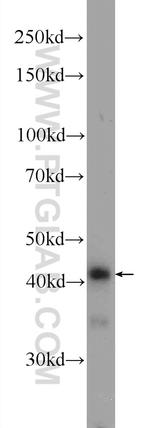 PPP1R7 Antibody in Western Blot (WB)
