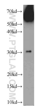 WSB1 Antibody in Western Blot (WB)