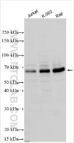 NFATC2IP Antibody in Western Blot (WB)