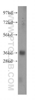 PDLIM1/CLP36 Antibody in Western Blot (WB)
