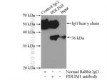 PDLIM1/CLP36 Antibody in Immunoprecipitation (IP)