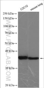 PDLIM1/CLP36 Antibody in Western Blot (WB)